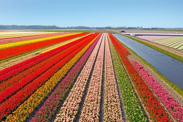 Gordijnen Aerial from blossoming tulip fields in the Netherlands © Nataraj