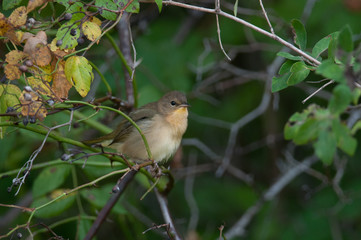 Common Yellowthroat