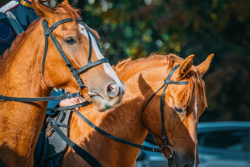 Profile view of the heads of harnessed horses