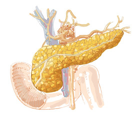 Human pancreas anatomy - detailed colored illustration - human organ - endocrine system