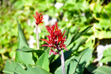 Jungli plants in Himachal.