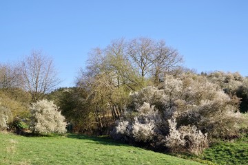 Schlehen