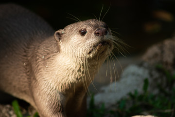 Otter
