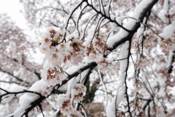 雪と桜