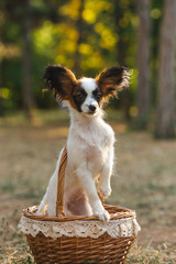 dog little papillon puppy oi the basket 