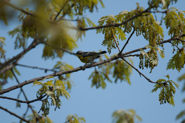 Magnolia Warbler