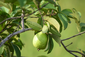 Guava fruit - Fresh guava fruit on a tree ready for harvest, close up guava fruit