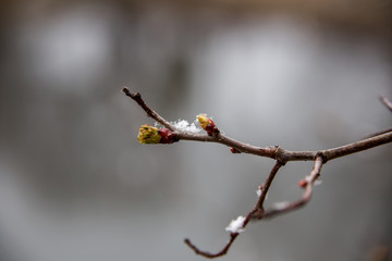 Snow on a thin branch of a hawthorn tree with just blossoming Bud, the last snowfall of the season. Close up. Selective focus.