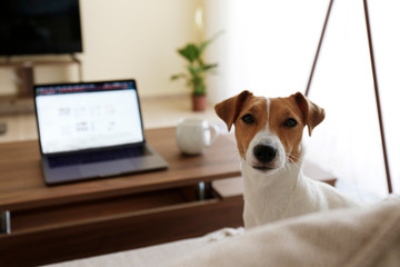 Home office concept. Designated work from home area in living room. Modern laptop and cup of hot beverage on wooden table. Adorable doggy sitting alone on the couch. Close up, copy space, background.