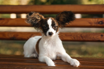 dog little papillon puppy on the banch