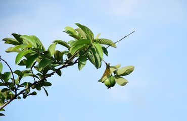 Guava fruit - Fresh guava fruit on a tree ready for harvest, close up guava fruit