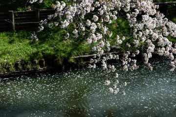 新河岸川の桜 川越市