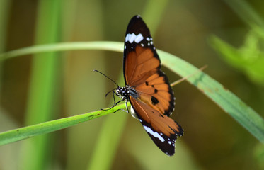 Tiger Wilked Butterfly - Close up details of butterflies, brown butterflies on flowers against a blur background © Eksapedia