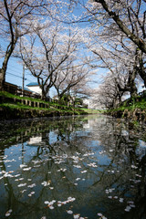 Fototapeta premium 新河岸川の桜 川越市
