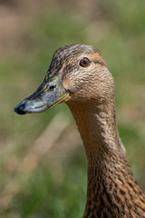 Duck