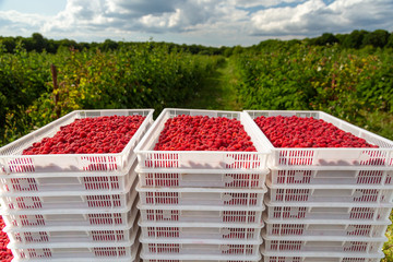 Harvesting raspberries. White plastic crates filled with ripe raspberries.