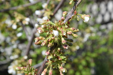 Kirschblüte