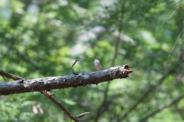 Northen Waterthrush