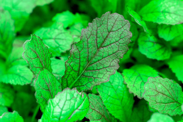 green background texture of the leaves of the arugula salad. healthy diet