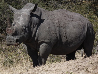 Obraz premium Rhinoceros
