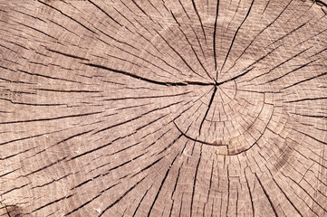 Fototapeta premium Circular wooden texture.