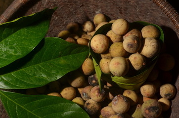 Duku is a type of fruit belonging to the Meliaceae tribe