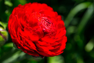 Rote Blume