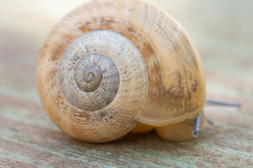 A brown garden snail on a wooden background