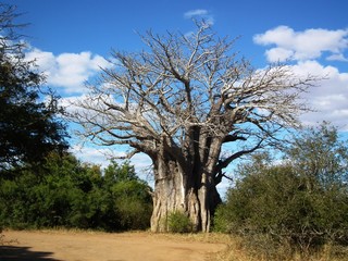 Fototapeta na wymiar Baobab Tree