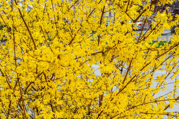 Golden Bell, Border Forsythia (Forsythia x intermedia, europaea) blooming in spring garden bush.