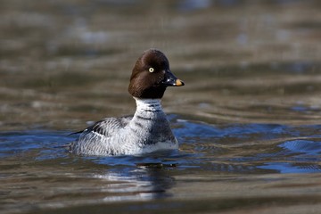 Common goldeneye on a creek 