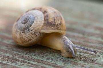 A brown garden snail on a wooden background