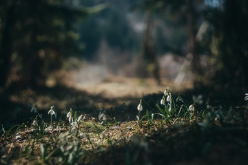 Naklejka na ściany i meble First beautiful snowdrops in spring in the mountain. Flowers snowdrops in garden, sunlight. Common snowdrop blooming. Galanthus nivalis bloom in spring forest.
