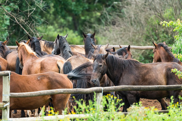 herd of horses in a corral on a ranch or farm