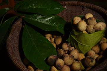 Duku is a type of fruit belonging to the Meliaceae tribe