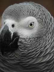 African Grey Parrot
