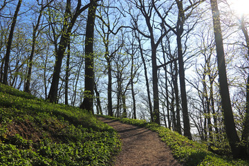in a sunny springtime forest