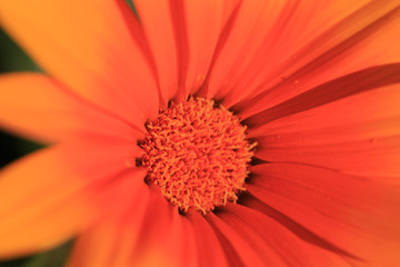The small worlds of nature become evident in this macro photography collection. Raindrops, flower petals, insects etc. are enlarged for the enjoyment of the curious viewer