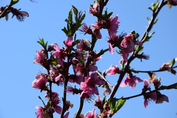Pfirsichblüte