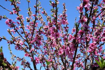 Pfirsichblüte