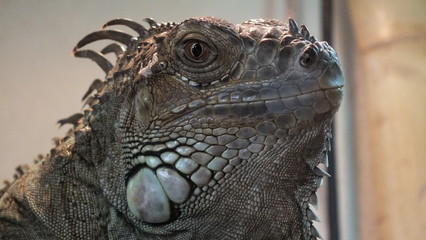 Iguana