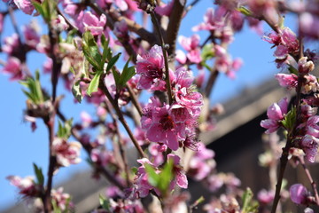 Pfirsichblüte