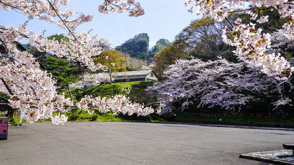 佐渡ヶ島、道遊の割戸と桜