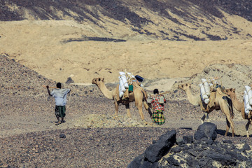 Camels with the Salt from the Lake Assal, Djibouti 