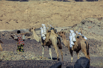 Camels with the Salt from the Lake Assal, Djibouti 