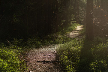 Obraz premium forest path with beautiful sunlight in springtime