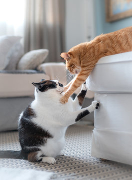 Foto Vertical. Gato blanco y negro se lima las u&ntilde;as en el sofa mientras un gato atigrado  acostado encima del sofa lo molesta