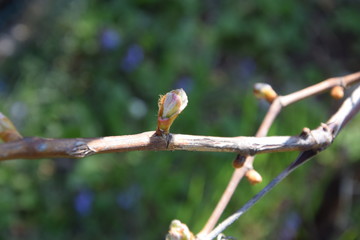 weintrauben knospe
