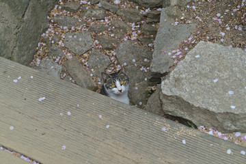 Street cat looking up