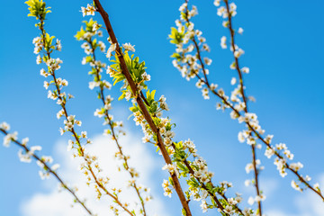 apricot branch blossoming in white flowers against the sky
